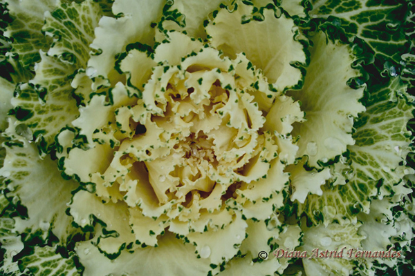 White-&-Green-Cabbage